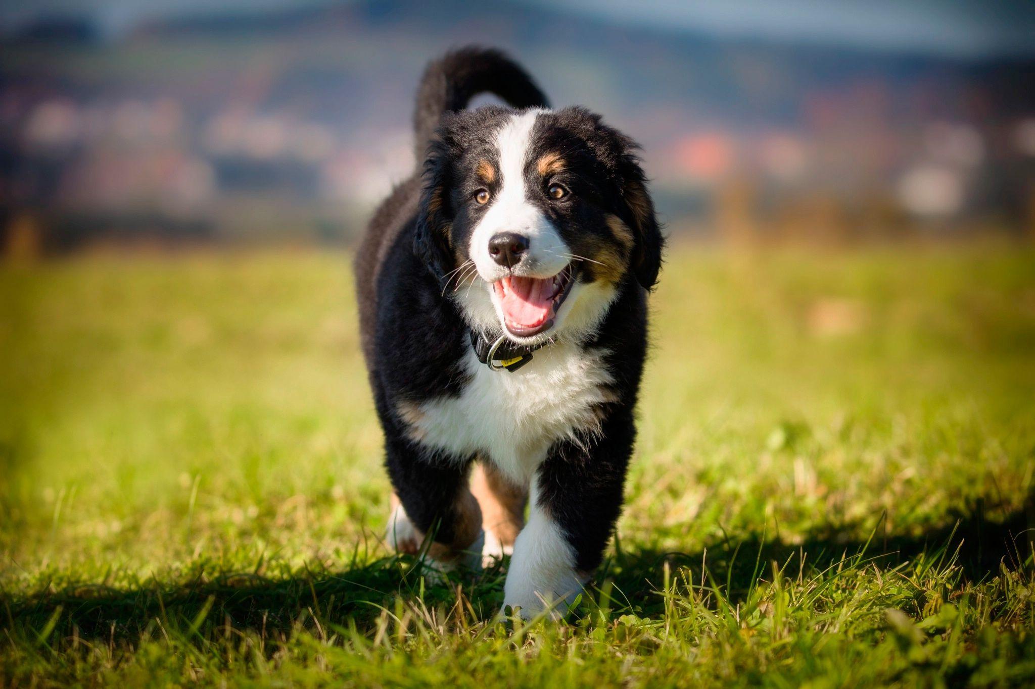 2048x1365 Bernese Mountain Dog HD Wallpaper