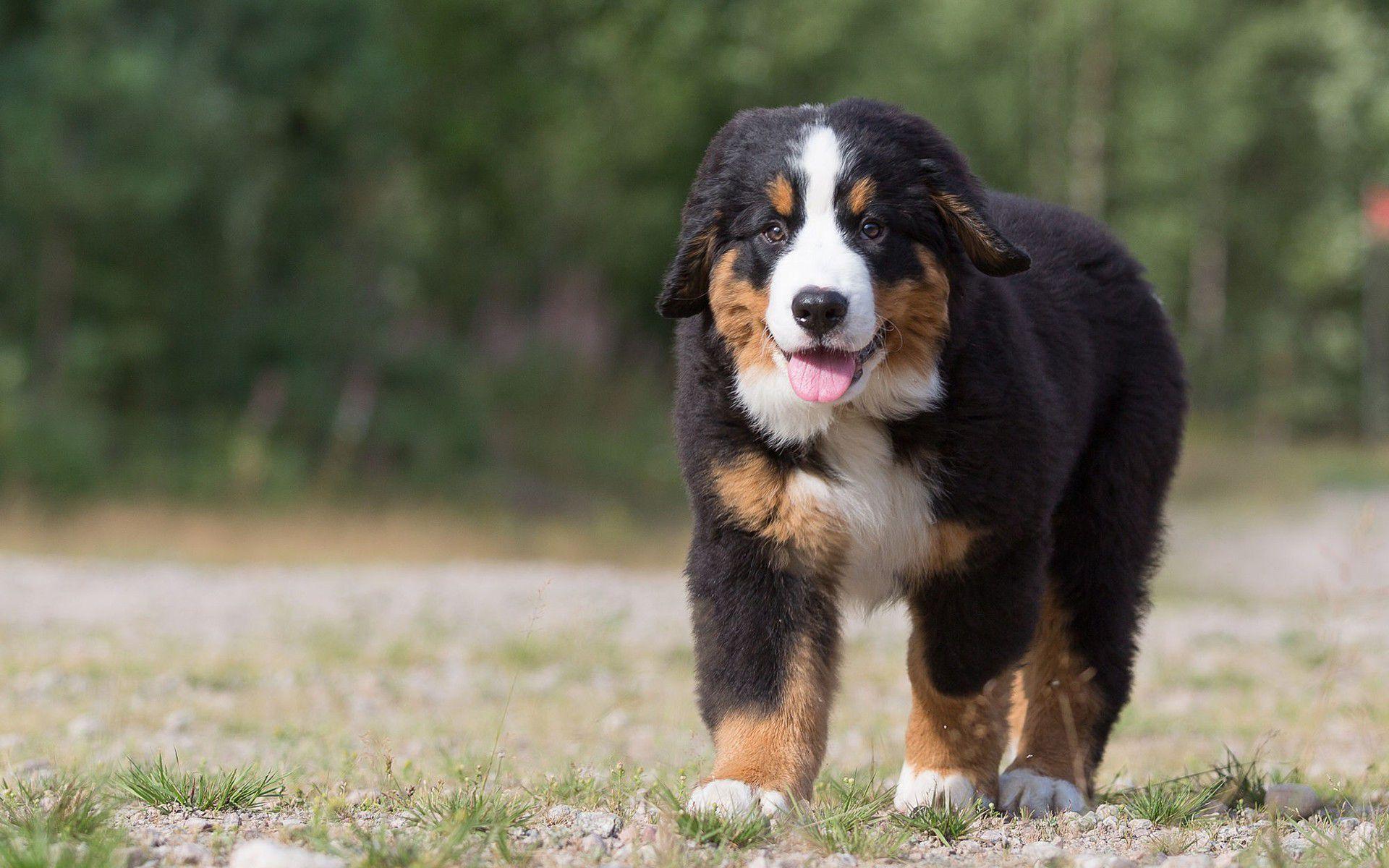 1920x1200 Bernese Mountain Dog Desktop HD Wallpaper 62522 1920x1200px
