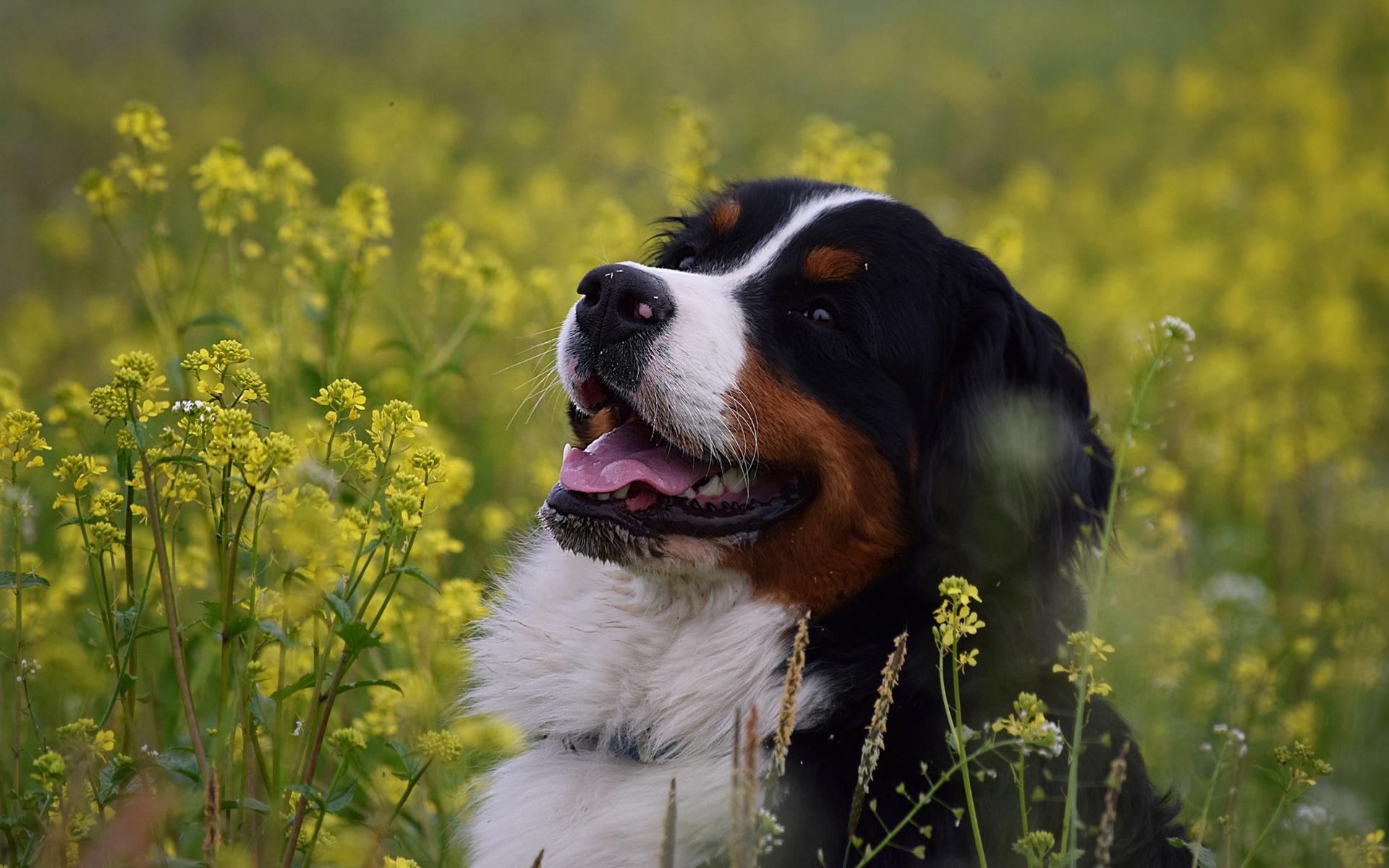 1920x1200 Wallpaper Bernese mountain dog, joy, flowers 1920x1200 HD Picture, Image