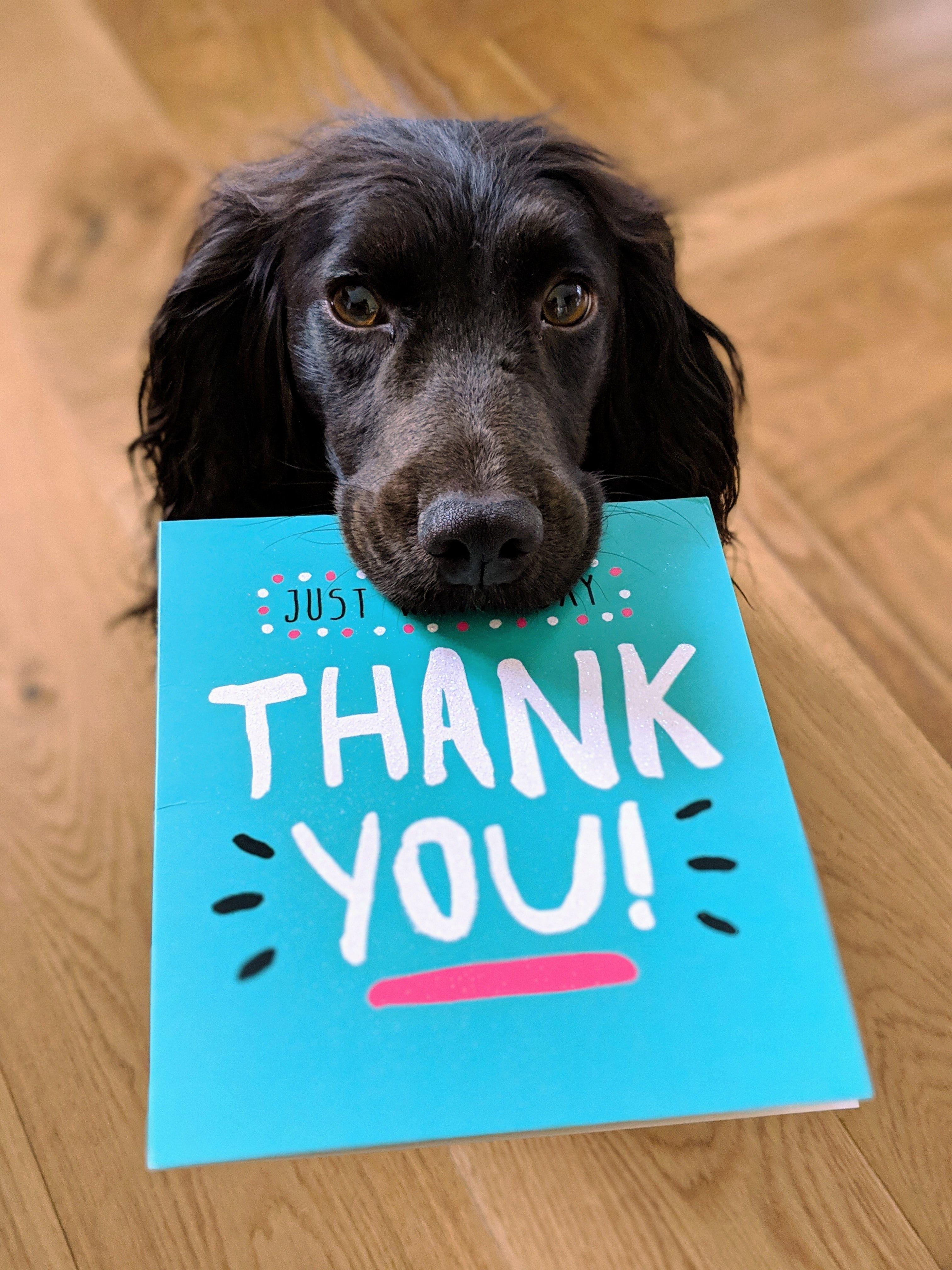 3024x4032 Thank You Picture. Download Free Image