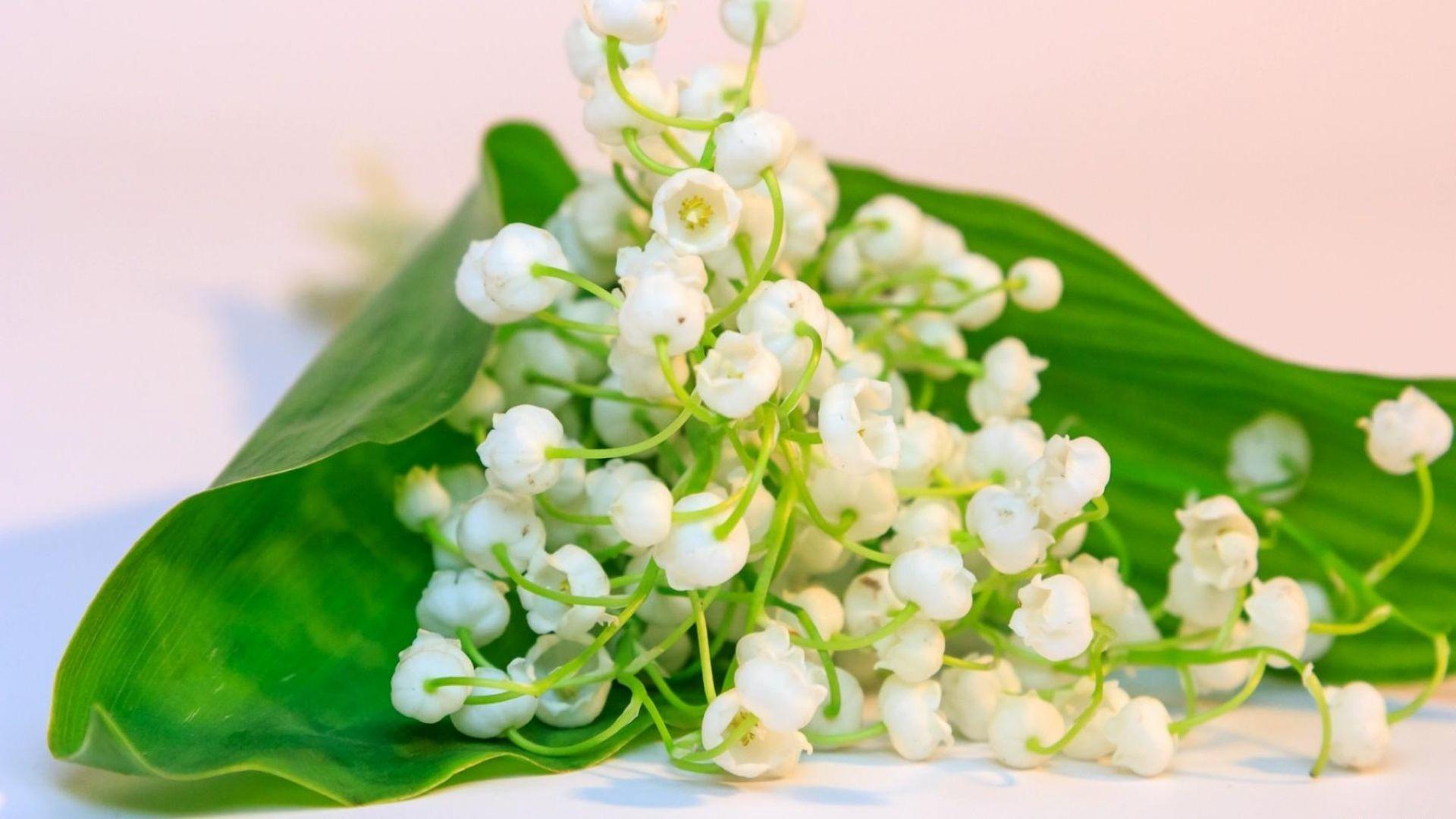 1920x1080 Download Wallpaper 1920x1080 lilys of the valley, flowers, bells