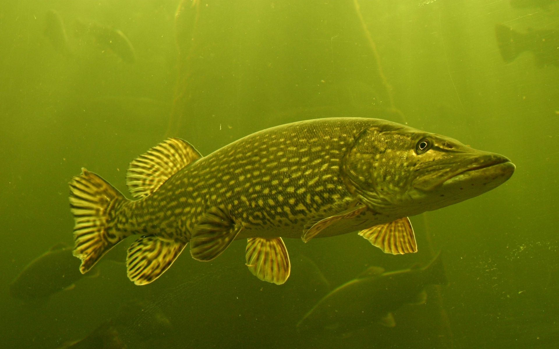 1920x1200 Majestic Northern Pike HD Wallpaper