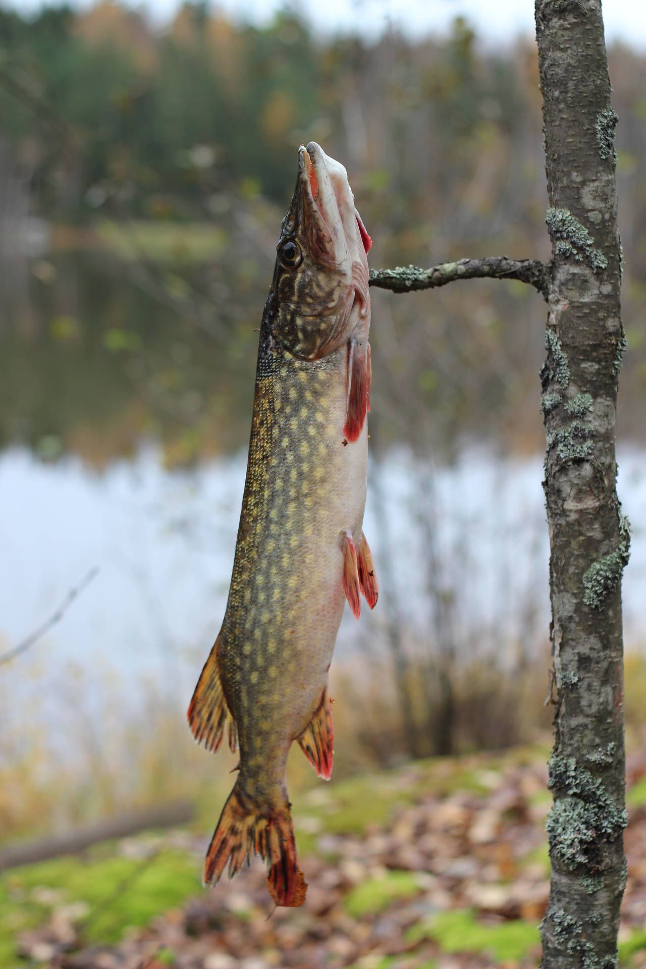 1280x1920 Download Hanging Pike Tree Wallpaper
