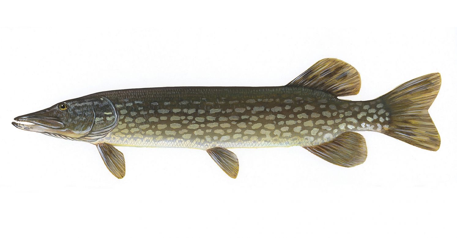 1494x780 bioPGH Blog: Nostalgia and the Northern Pike. Phipps Conservatory and Botanical Gardens