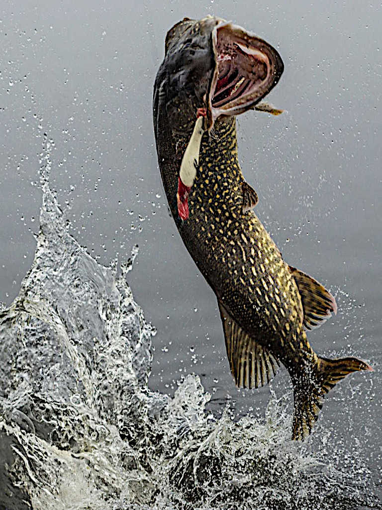 768x1024 Best Northern Pike Fishing in Canada