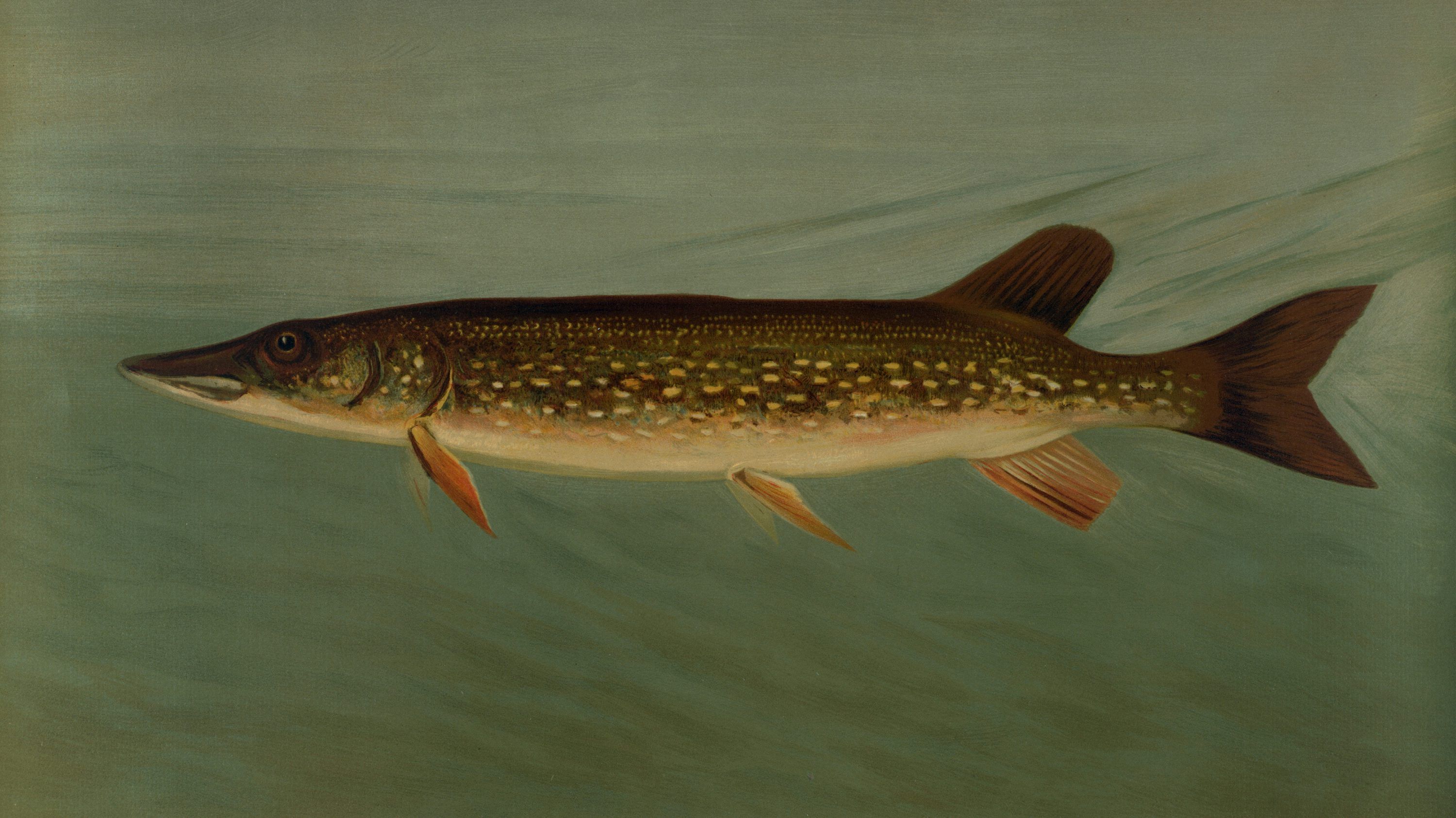 3000x1685 Pike Picture. Download Free Image