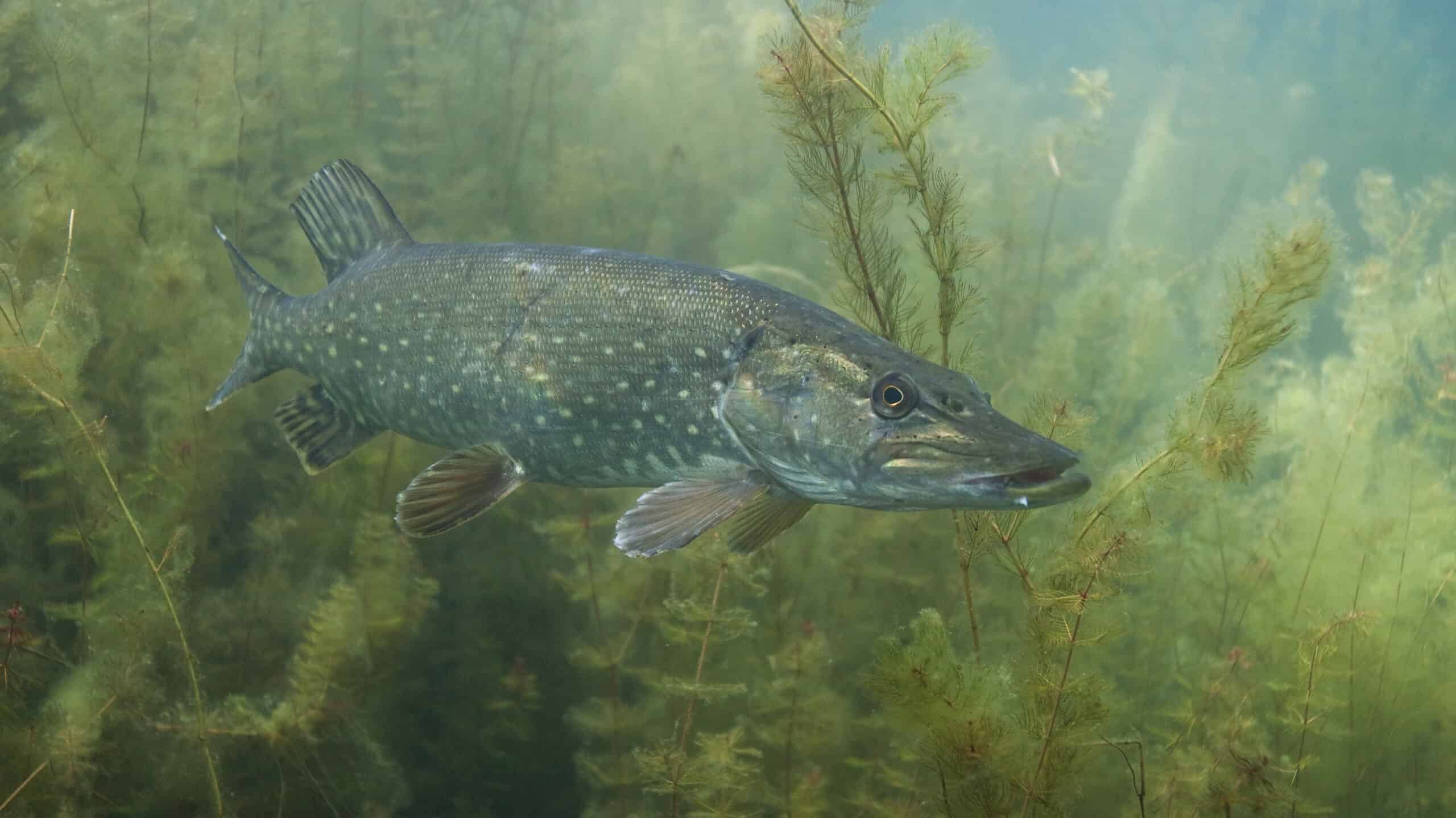 2560x1439 Pike Fish Facts spp.-Z Animals