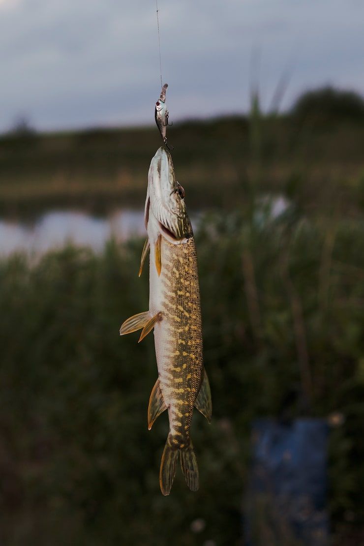 740x1110 Big pike Image