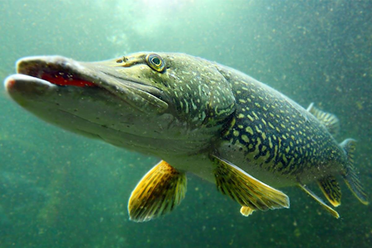 1200x800 Pike