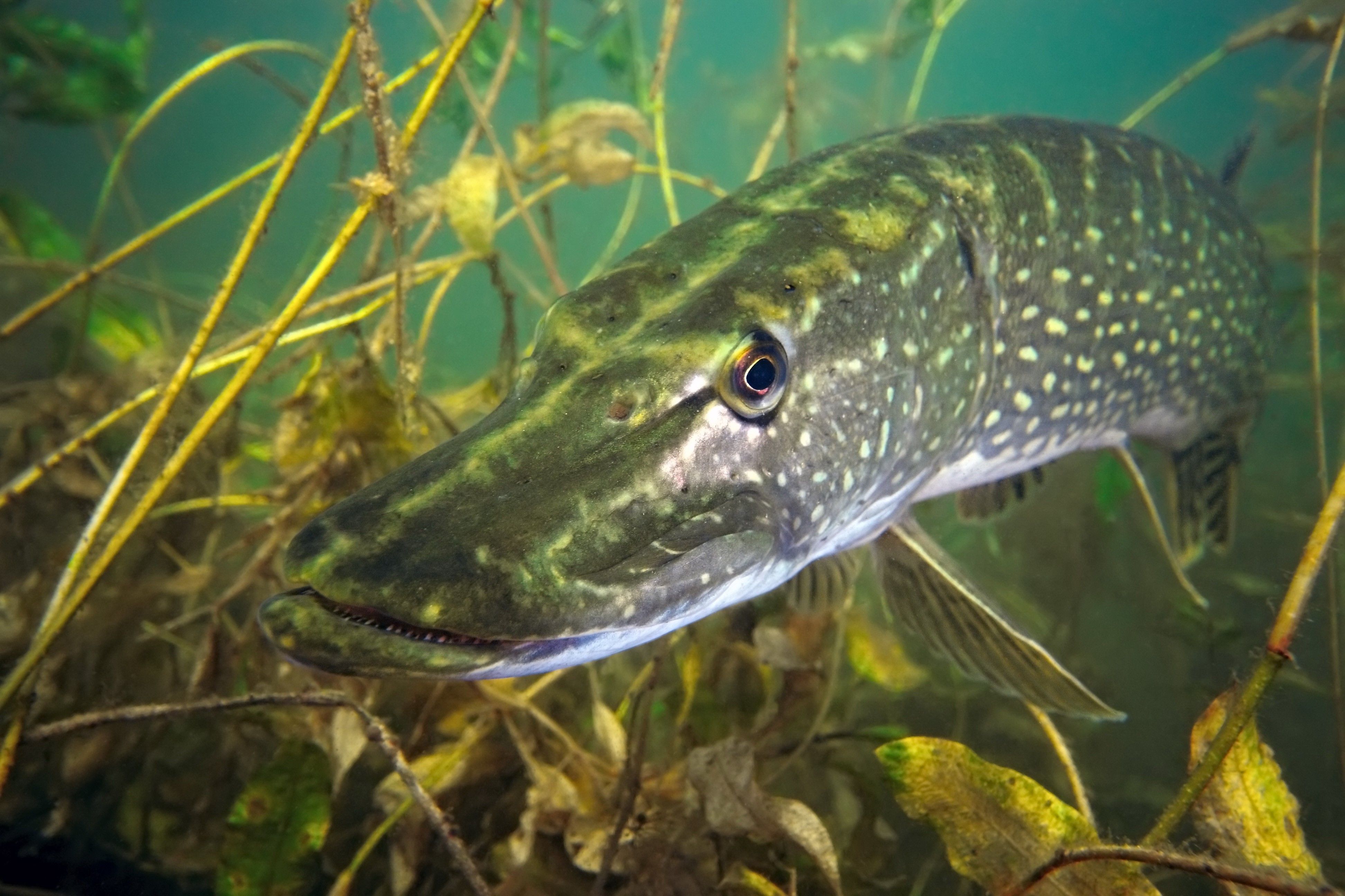 3888x2592 pike fish fish, HD Wallpaper