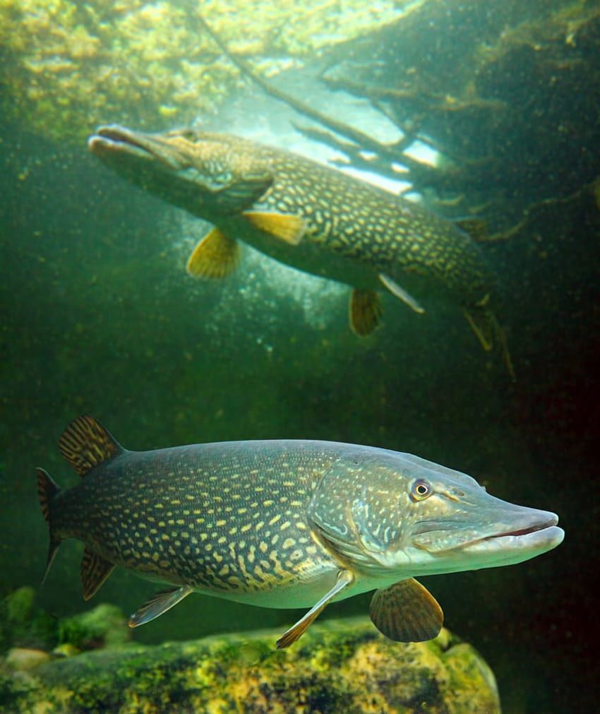 850x1011 Get To Know The Northern Pike Rock Lodge & Outpost HD phone wallpaper