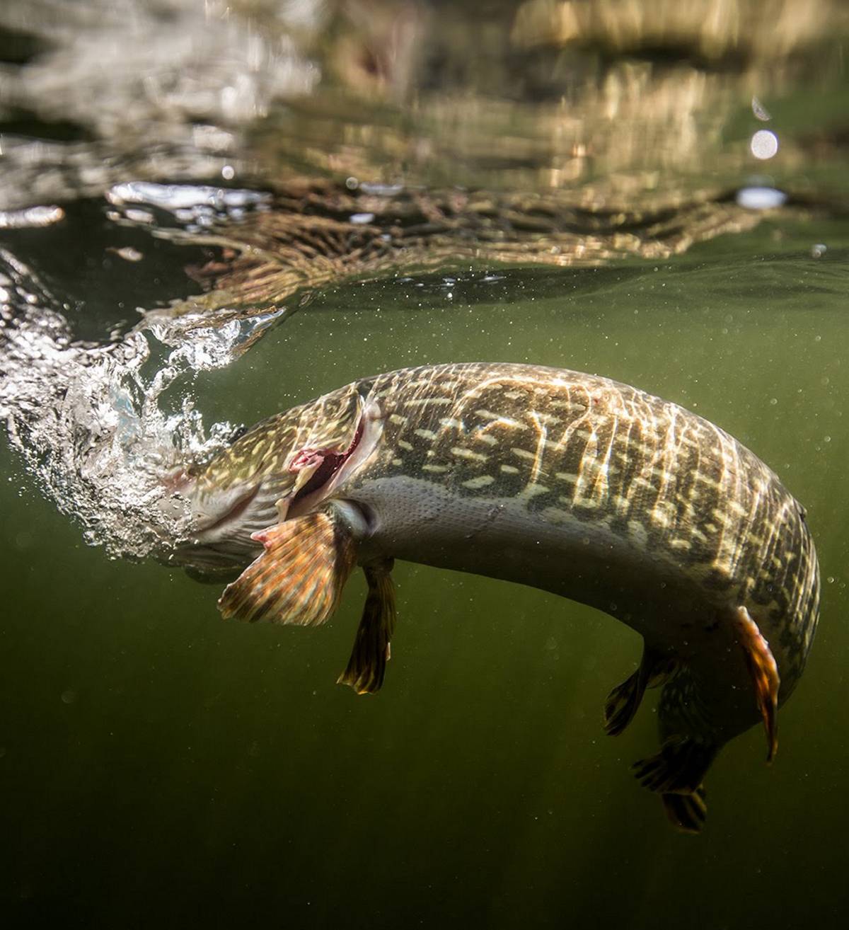 1200x1314 Northern Pike Fishing