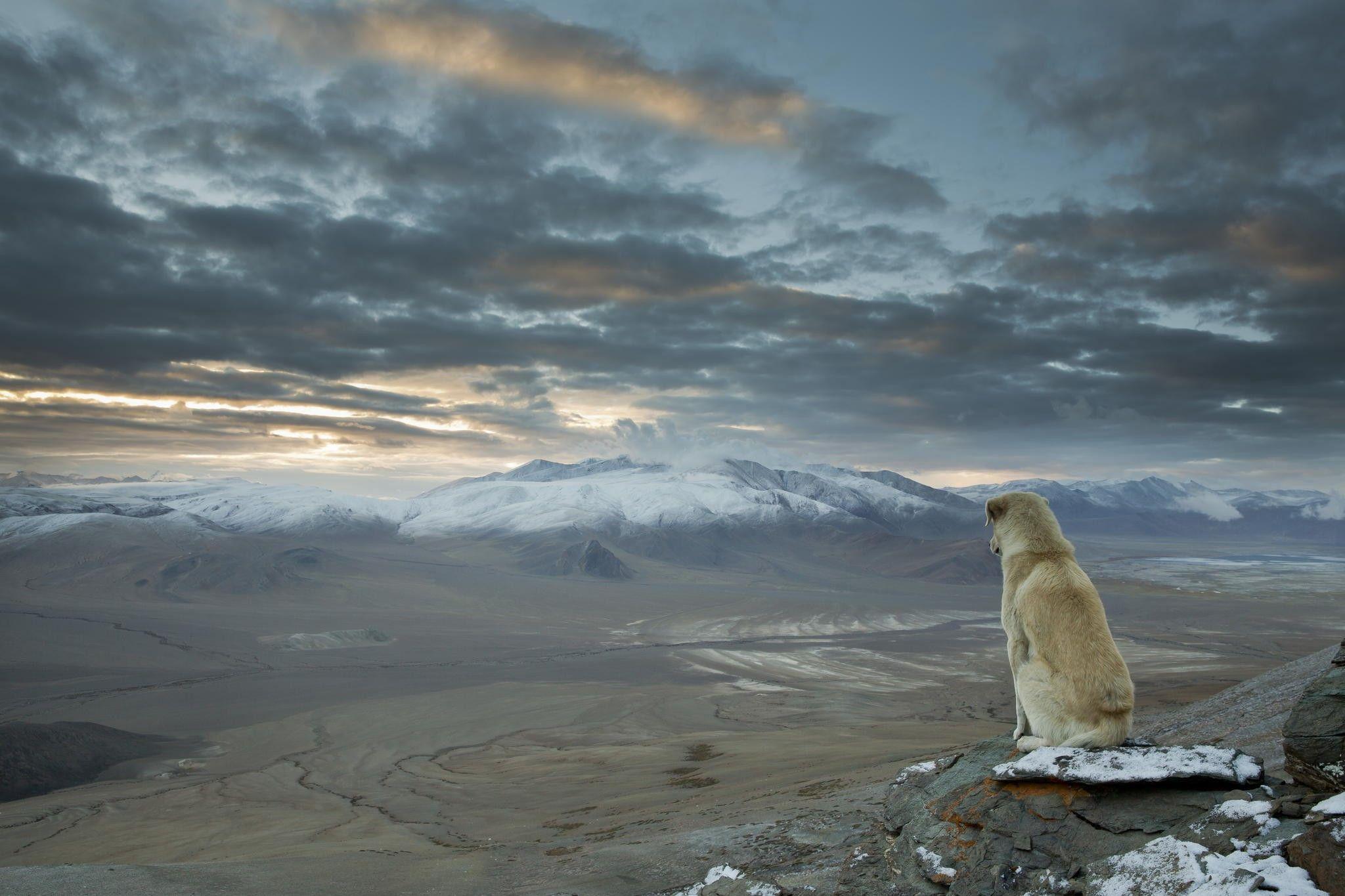2048x1365 #nature, #mountains, #Enlightenment, #dog, #sky, #animals