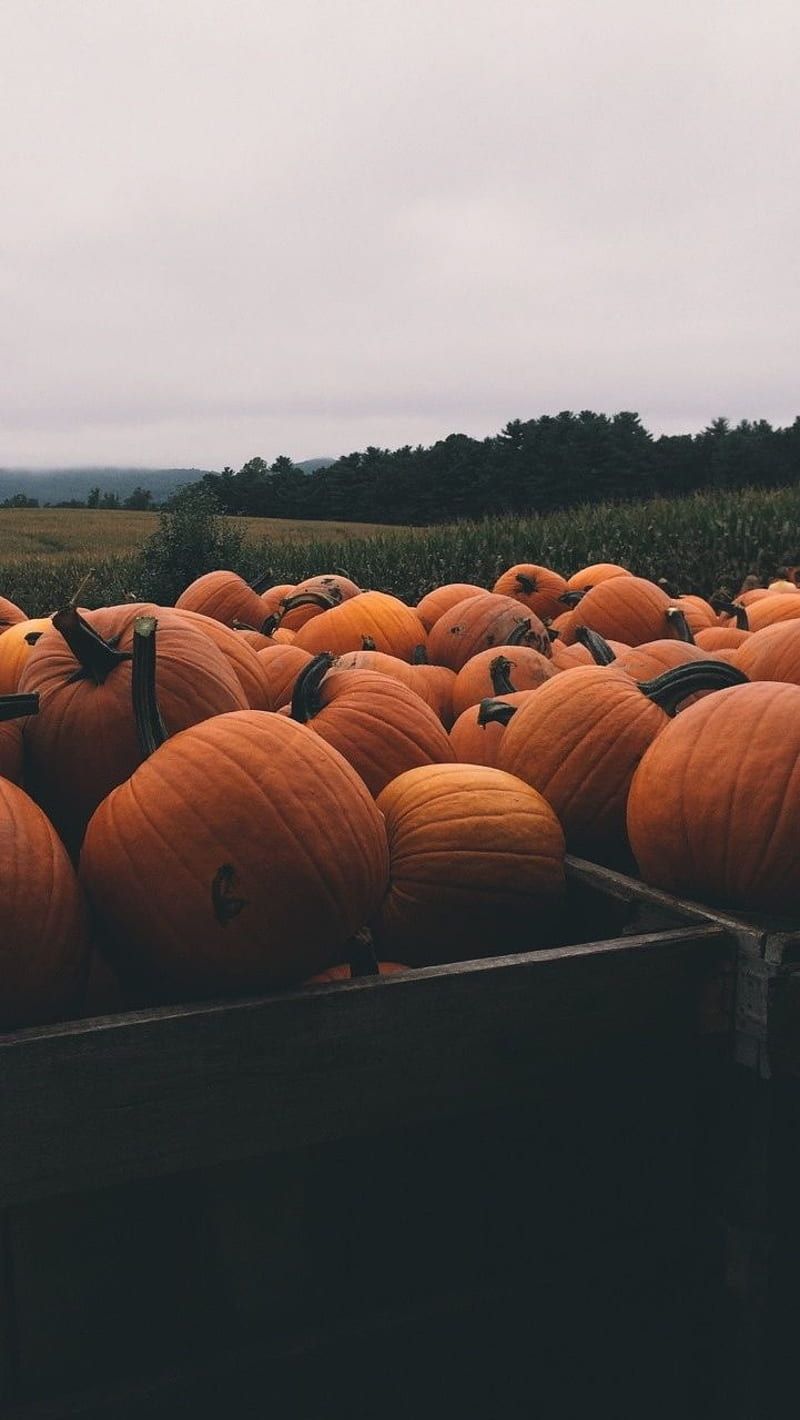 800x1420 Pumpkins, halloween, fall, autumn, patch, HD phone wallpaper