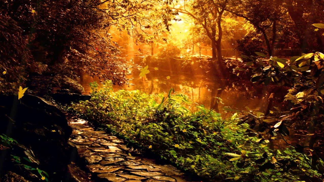 1280x720 The Mysterious Forest Animated Wallpaper Of The Flies