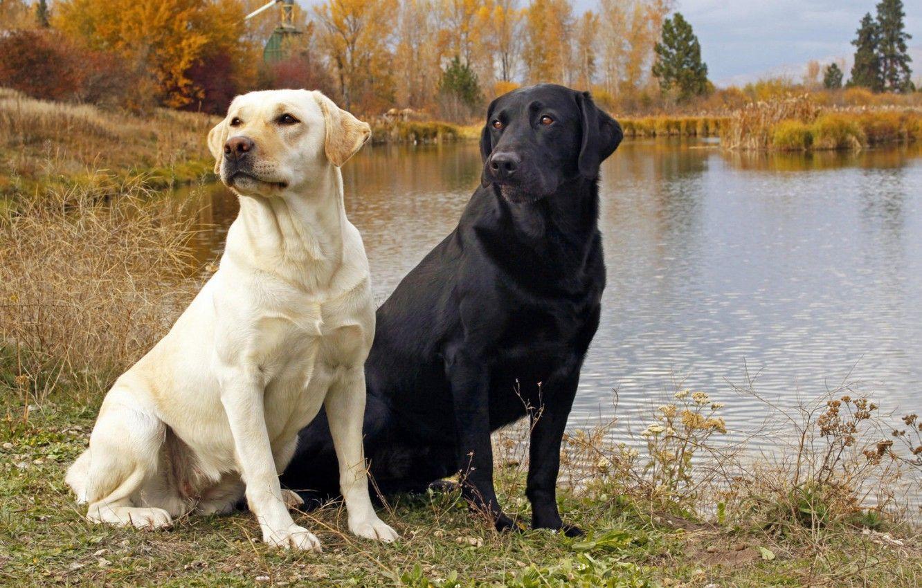 1332x850 Wallpaper dog, black and white, Black labrador image for desktop