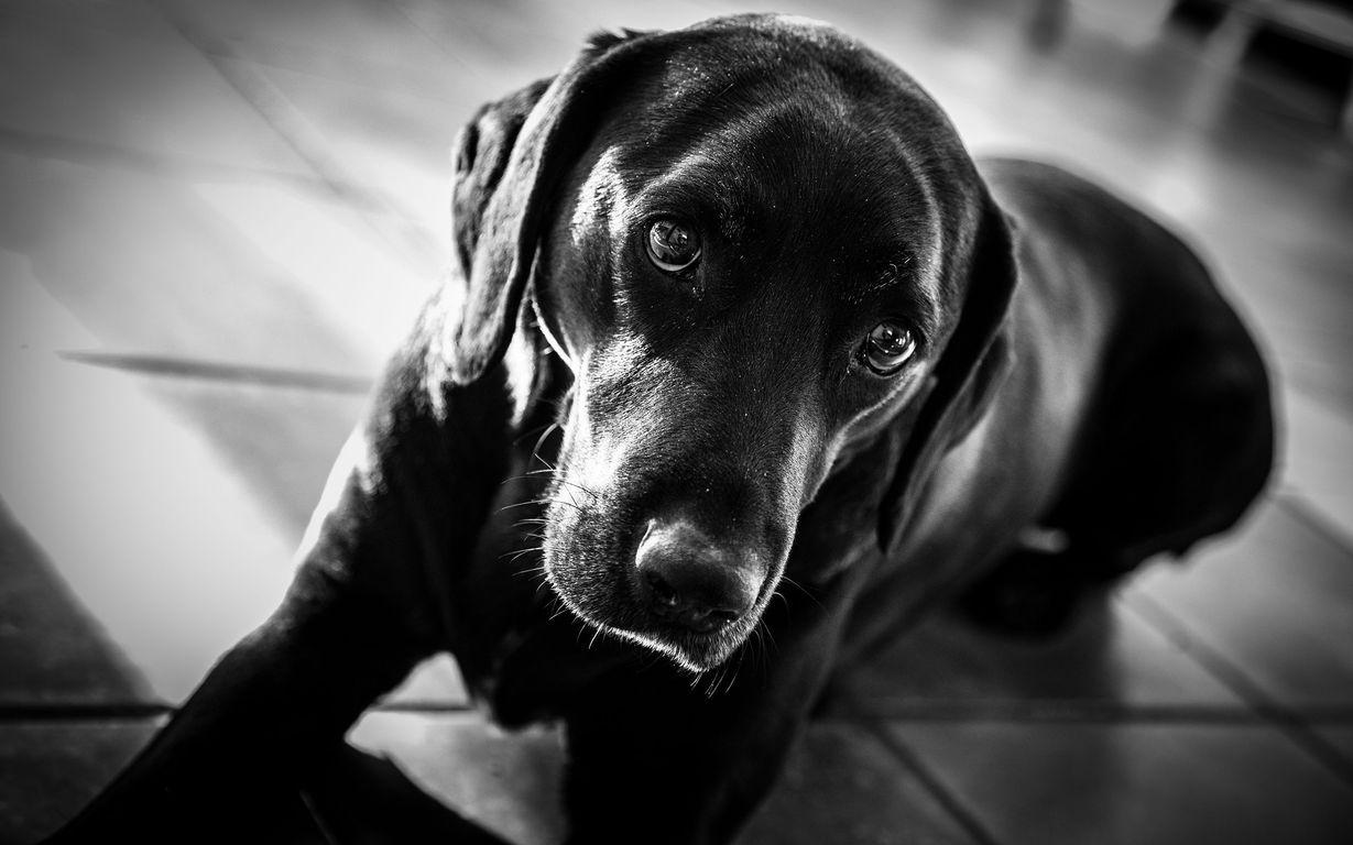 Black Lab Wallpapers Top Free Black Lab Backgrounds WallpaperAccess 2316993