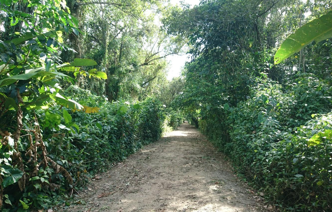 1332x850 Suriname Wallpaper