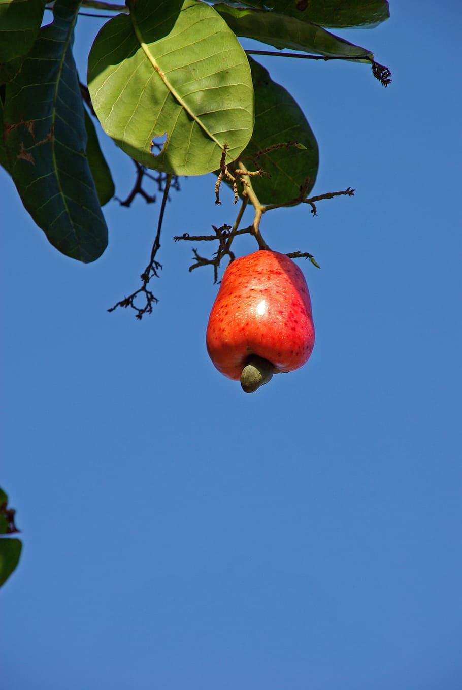910x1359 HD wallpaper: cashew, suriname, fruit, healthy eating, food