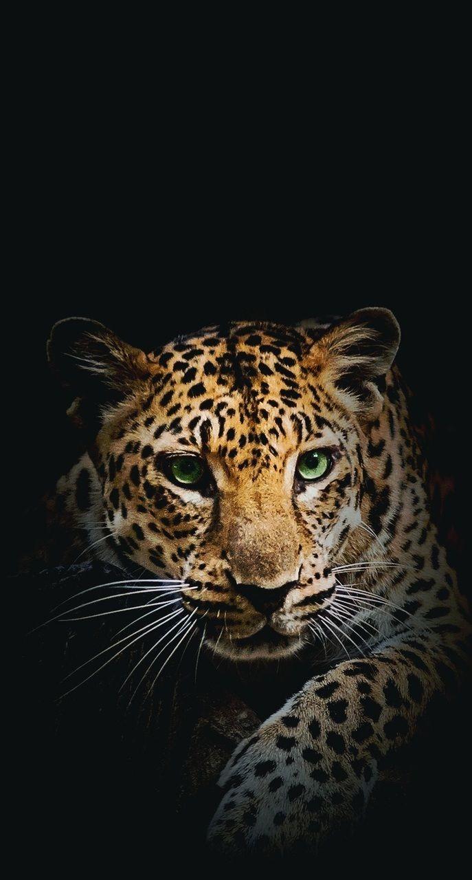 Animal Phone Wallpapers Top Free Animal Phone Backgrounds WallpaperAccess