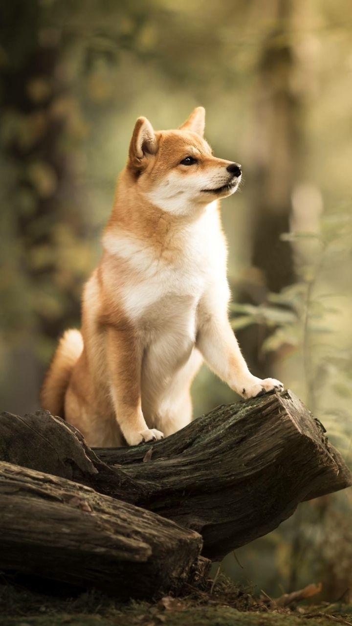 720x1280 Animal / Shiba Inu Mobile Wallpaper Inu Wallpaper Phone