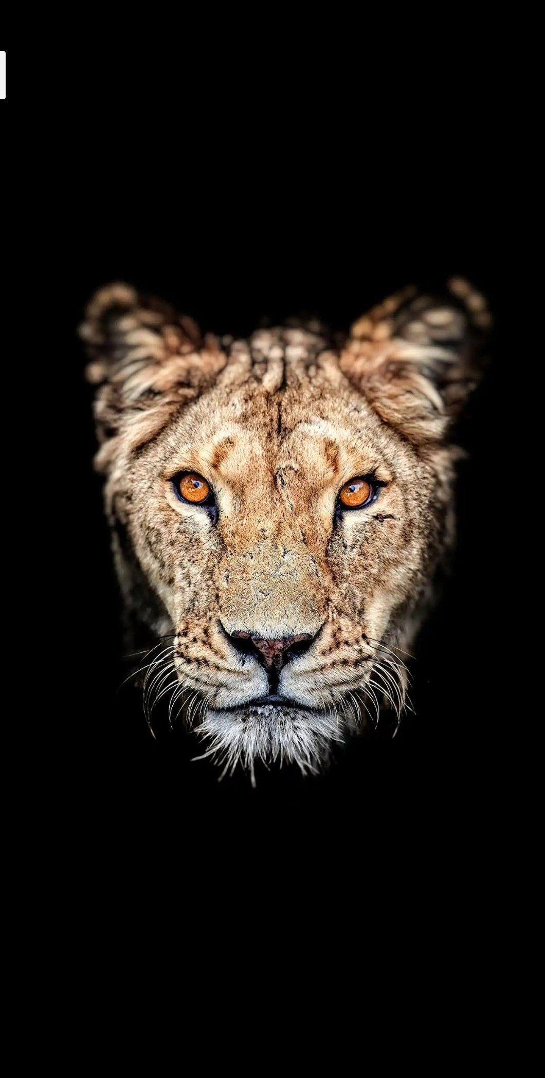 Animal Phone Wallpapers - Top Free Animal Phone Backgrounds