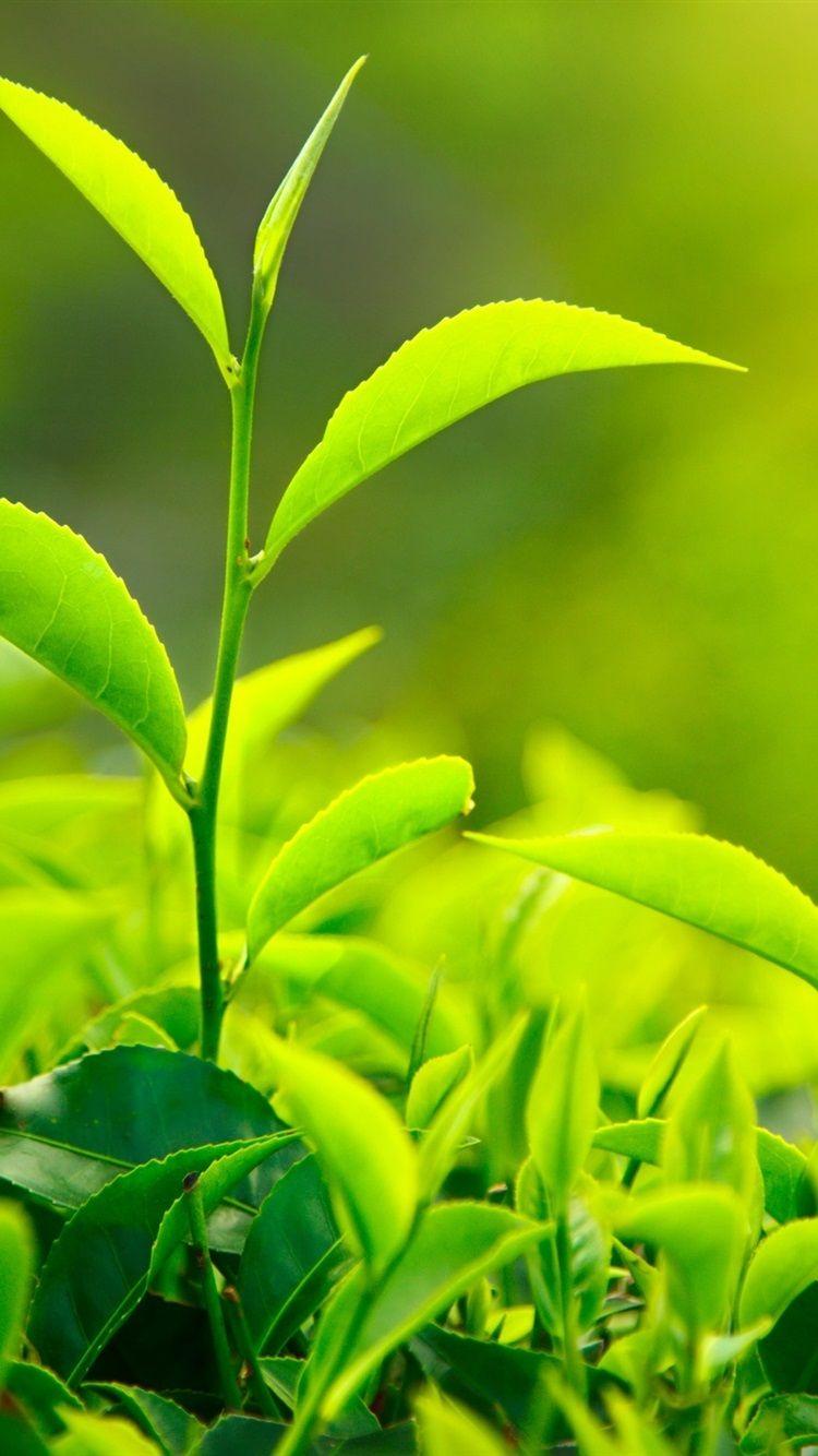 Green Tea Wallpapers Top Free Green Tea Backgrounds WallpaperAccess