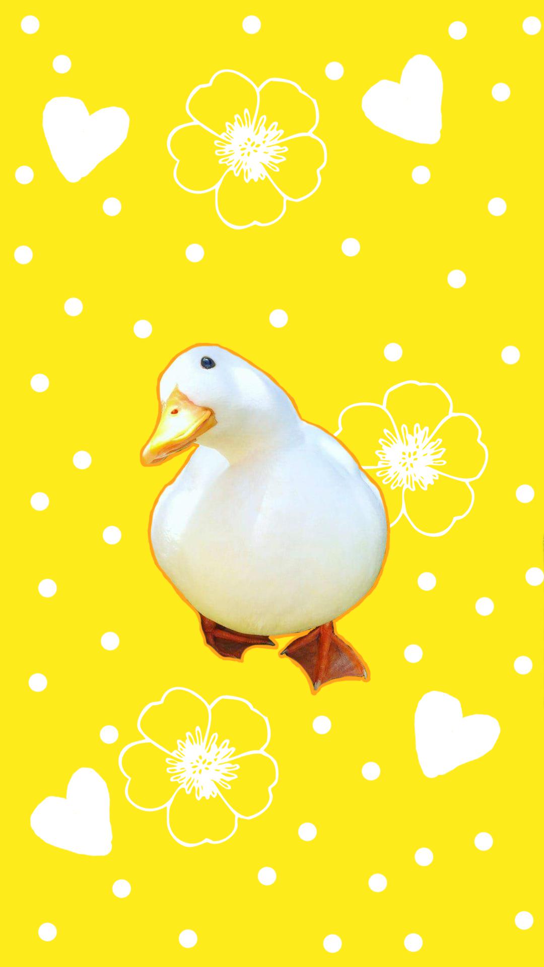 1080x1920 I made a duck wallpaper
