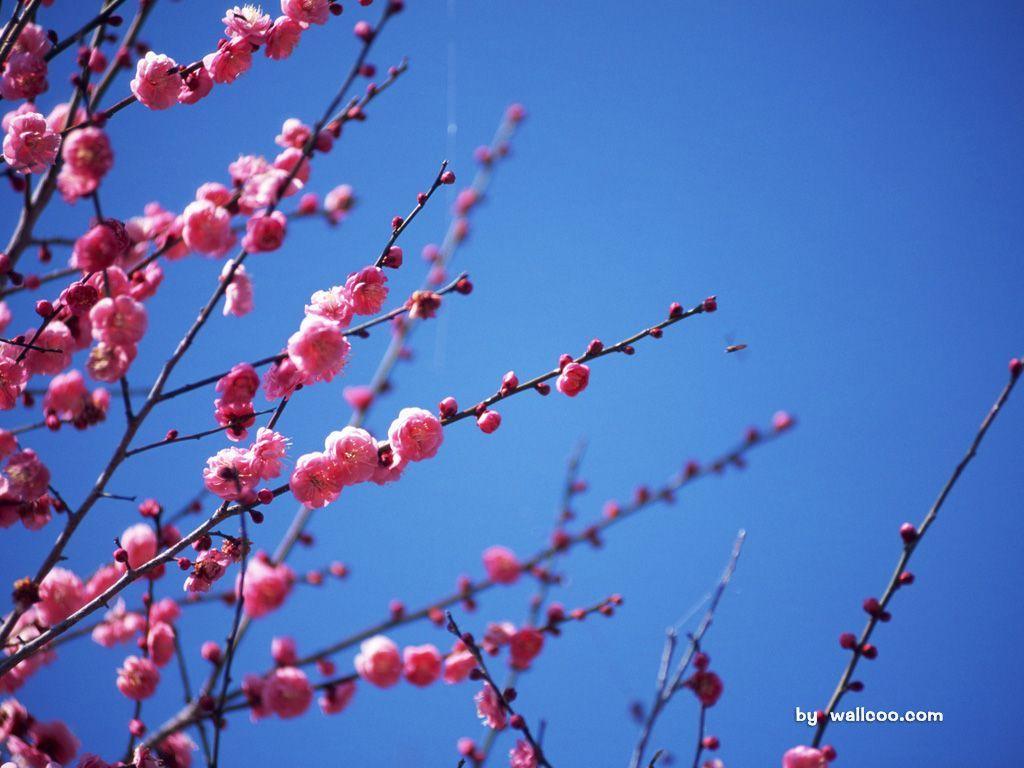 1024x768 Chinese Plum blossom flowers mume Flowers