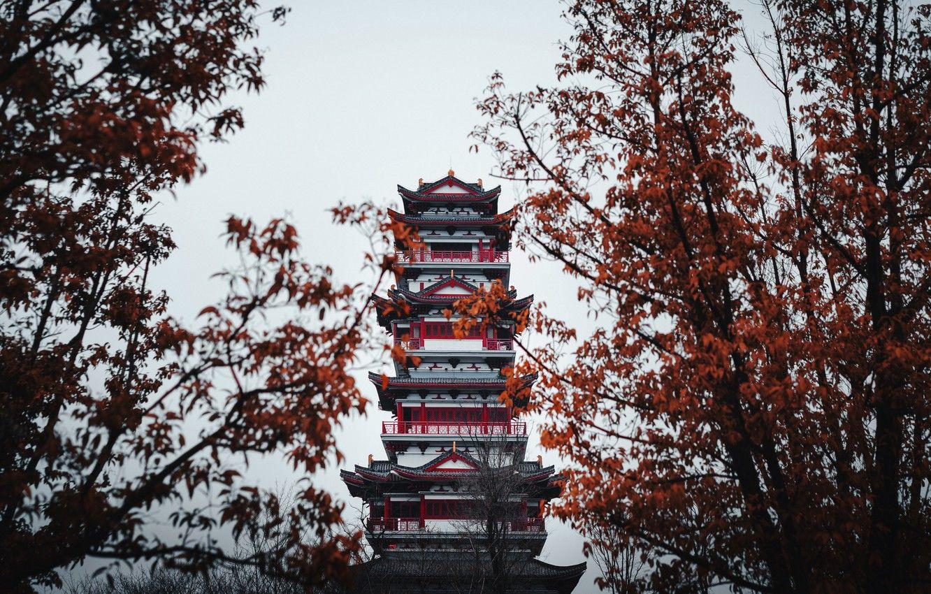 Chinese Tree Wallpapers - Top Free Chinese Tree Backgrounds