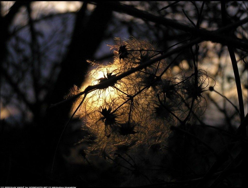 1026x777 Forest wallpaper: Trees Forest Wallpaper iPhone. Miss