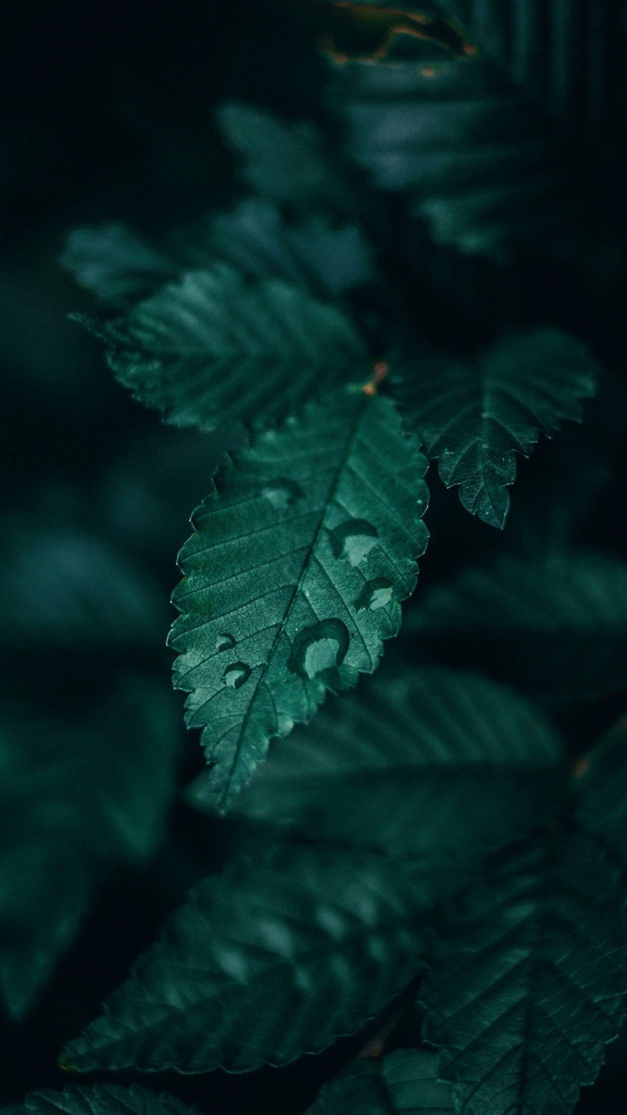 1242x2208 Slytherin iPhone Wallpaper