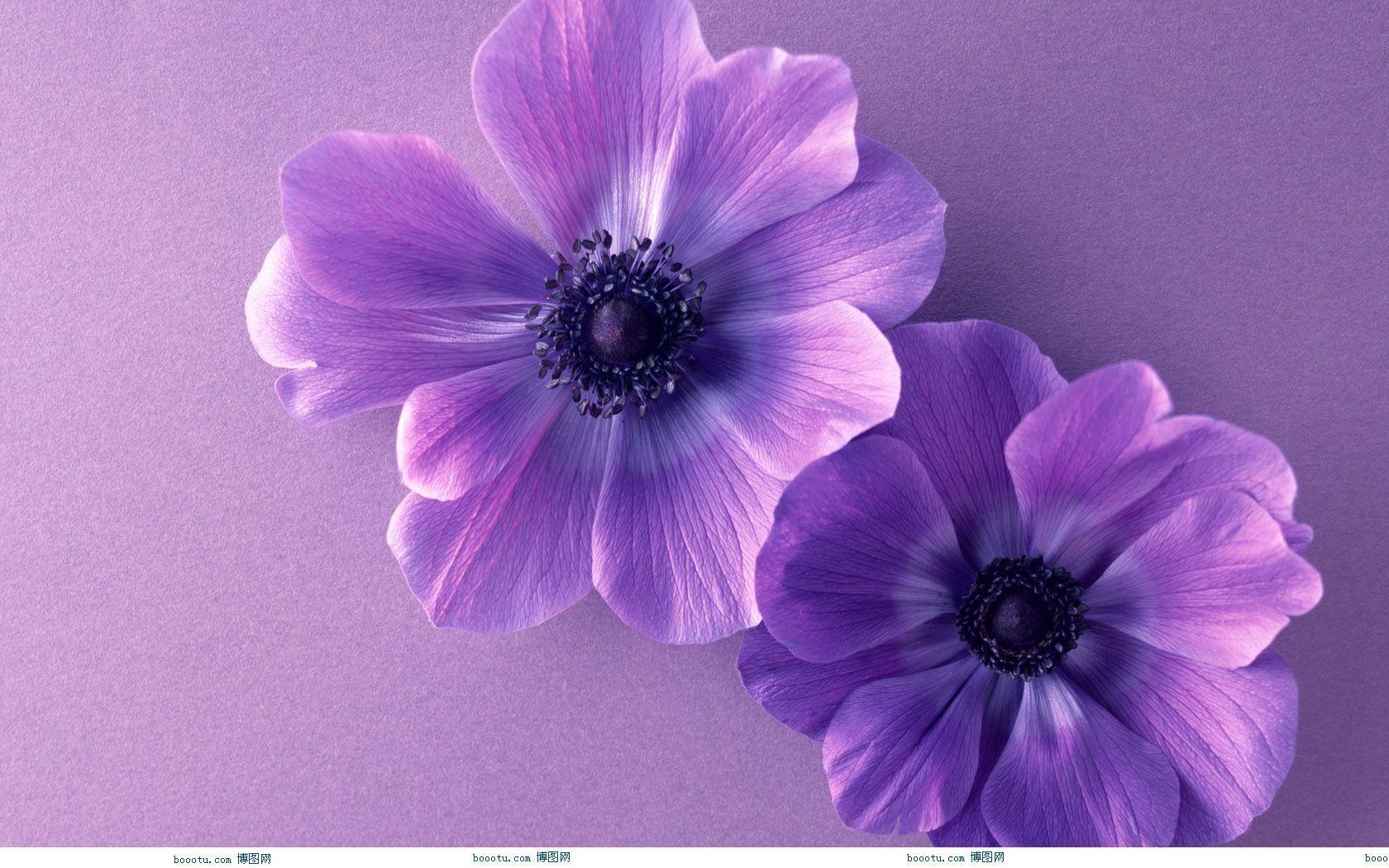 1680x1050 Cute Purple Background