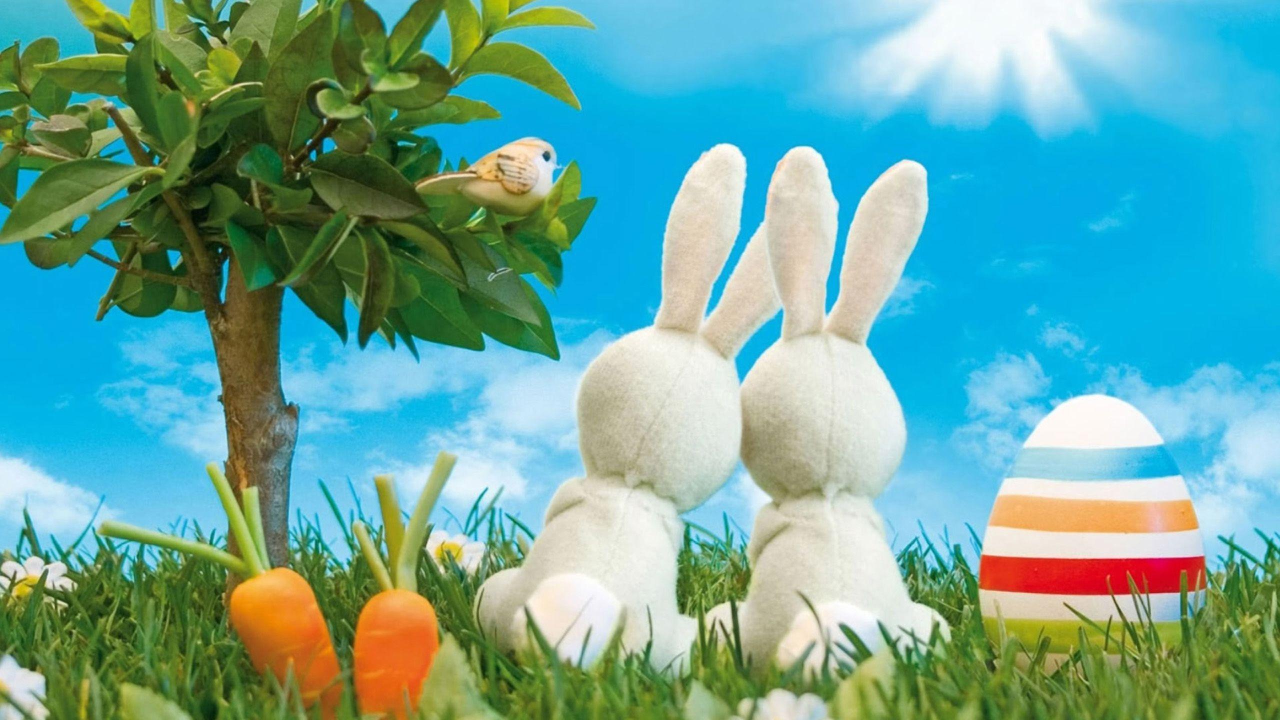 2560x1440 Animated Rabbit Wallpaper HD 19084