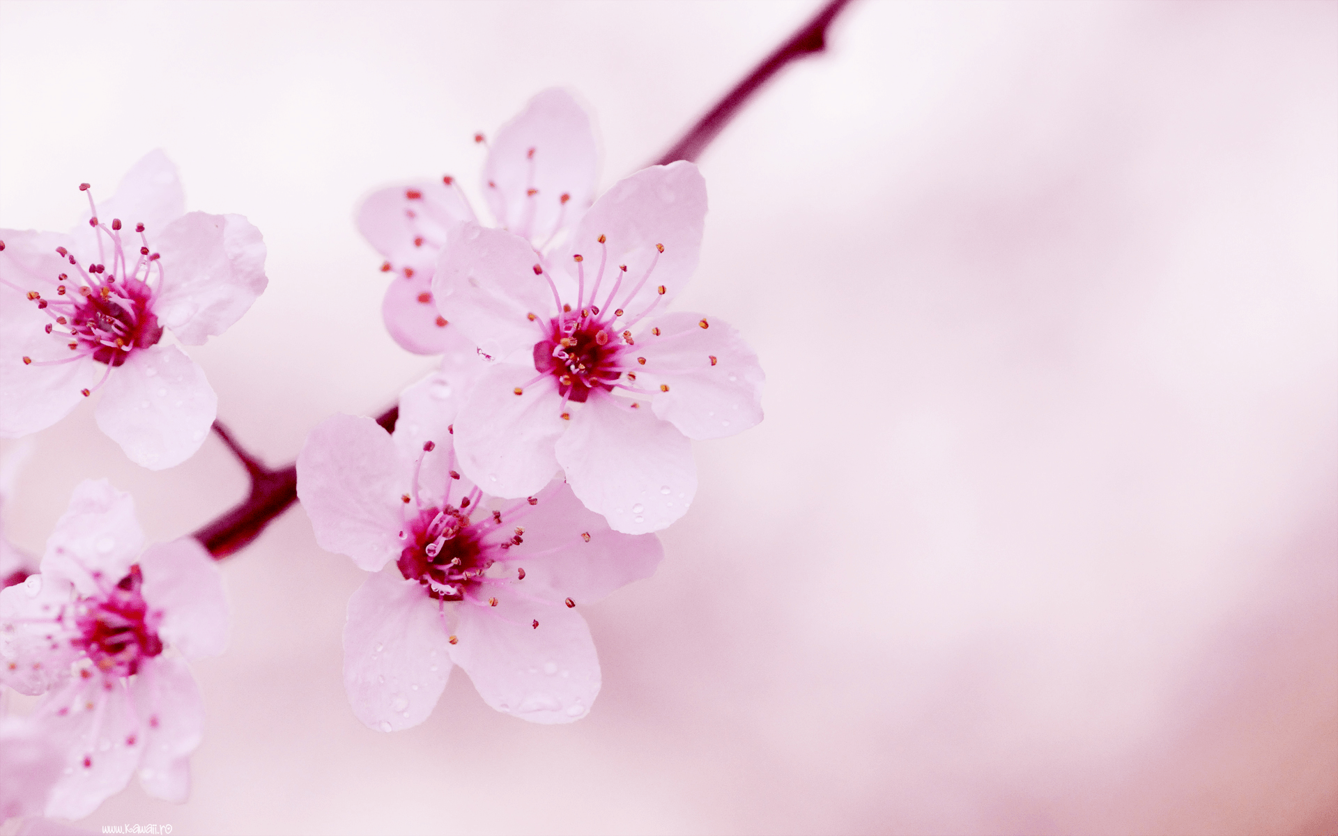 Kawaii Flowers Wallpapers - Top Free Kawaii Flowers Backgrounds
