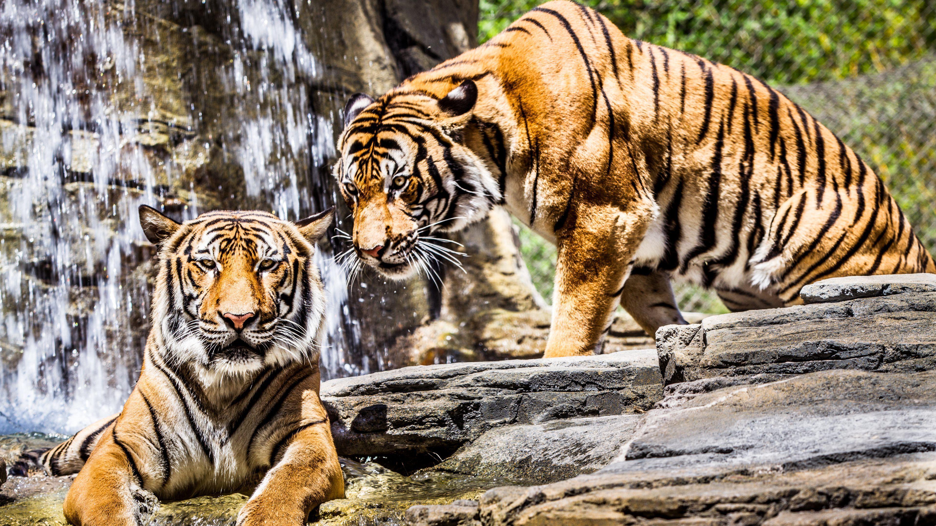 3840x2160 Tigers Wallpaper 1280x800