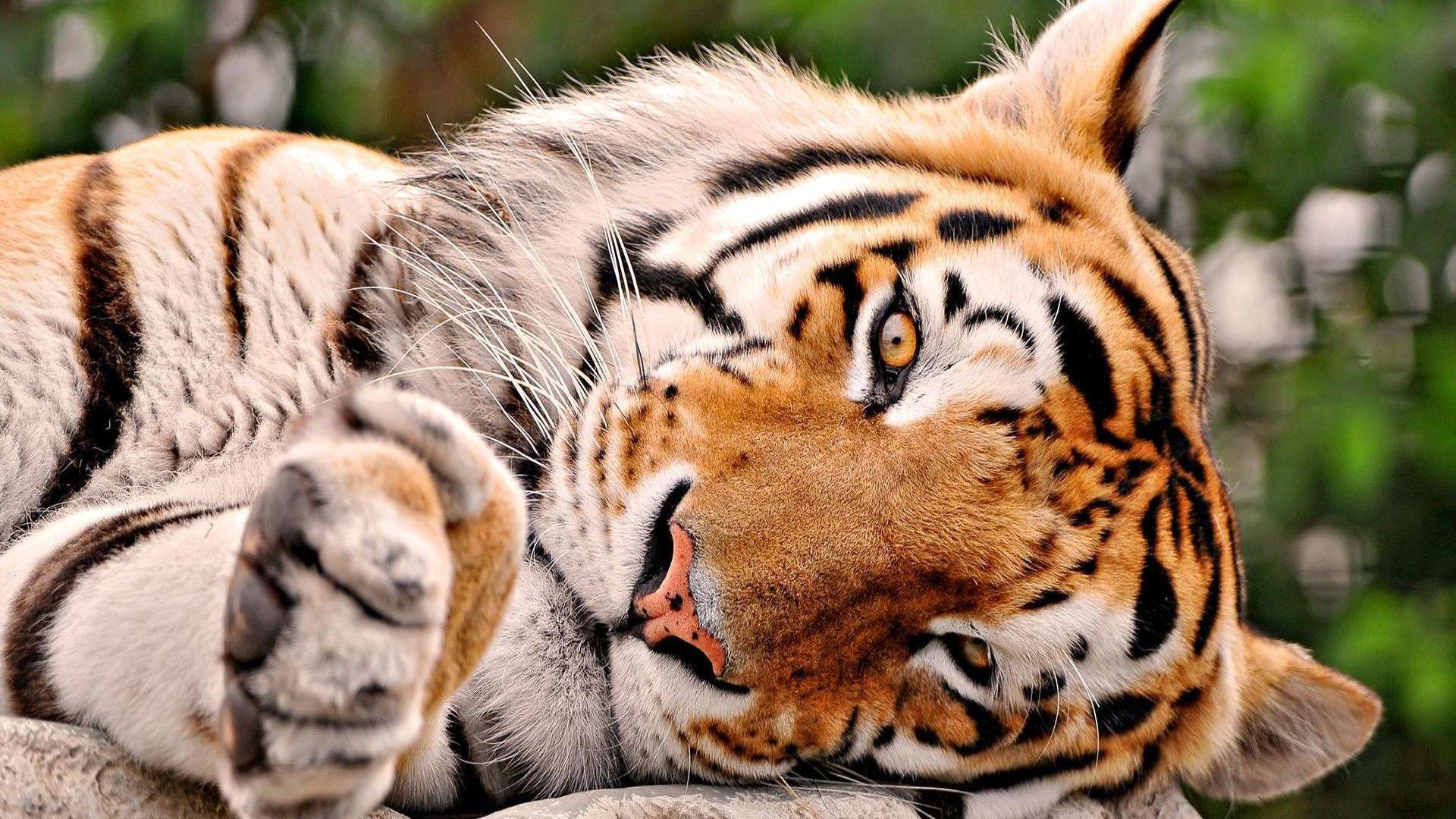1920x1080 Tiger Photo Wallpaper