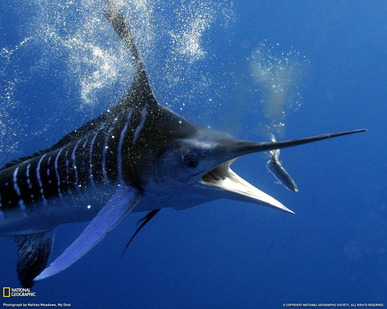 Какие рыбы в океане. Атлантический голубой Марлин. Парусник рыба Марлин. Марлин парусник и рыба меч. Черный Марлин рыба.