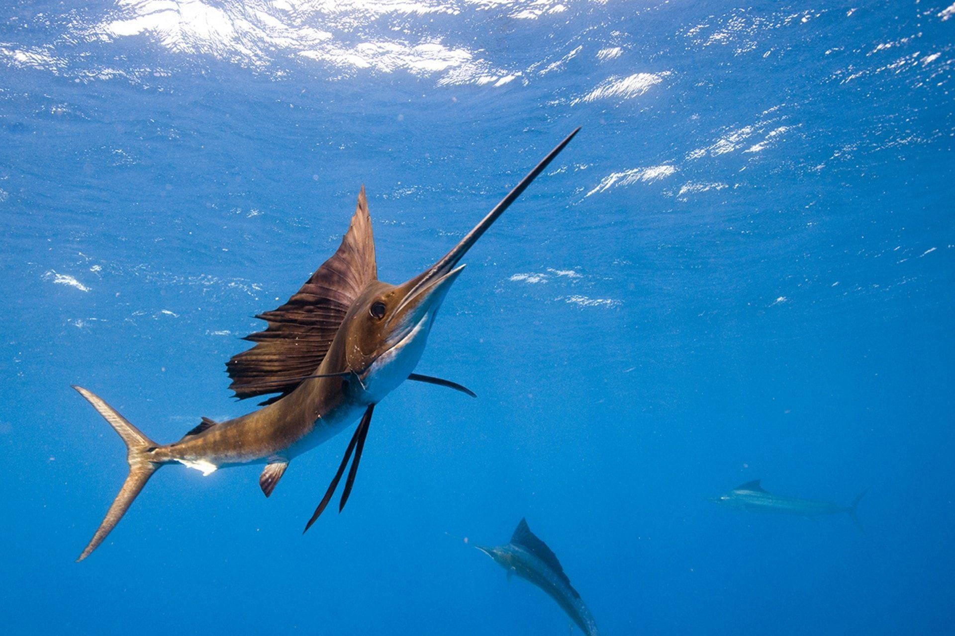 Marlin Wallpapers - Top Free Marlin Backgrounds - WallpaperAccess