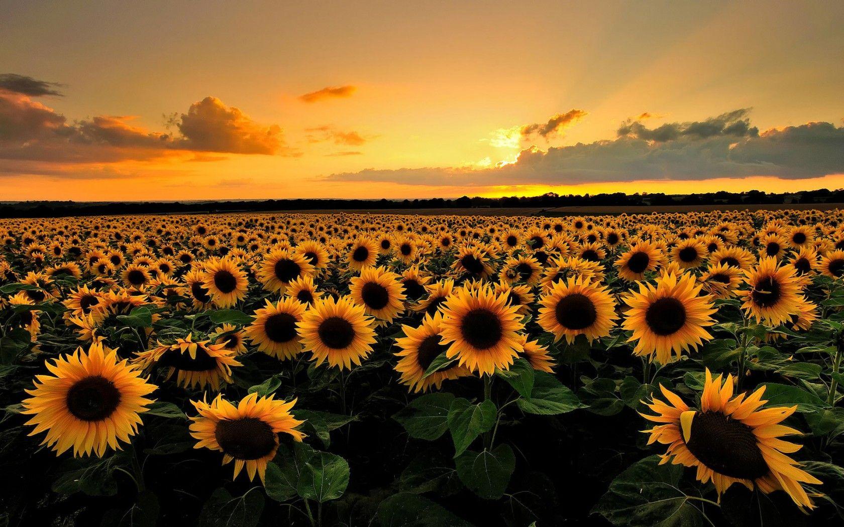 1680x1050 Sunflower Sunset Desktop Wallpaper 23721