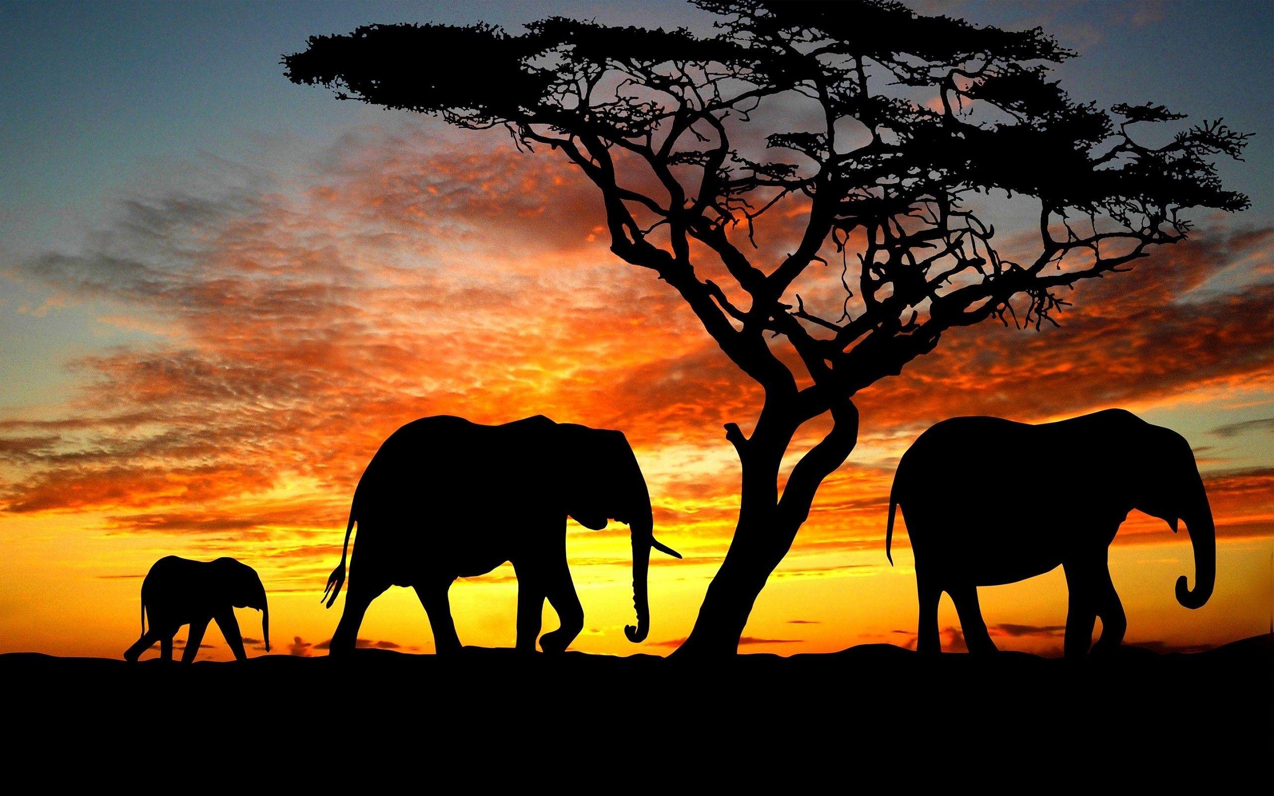 2560x1600 Gia đình voi trong khi hoàng hôn Hình nền máy tính HD https://wallpaperaccess.com/full/232668.jpg