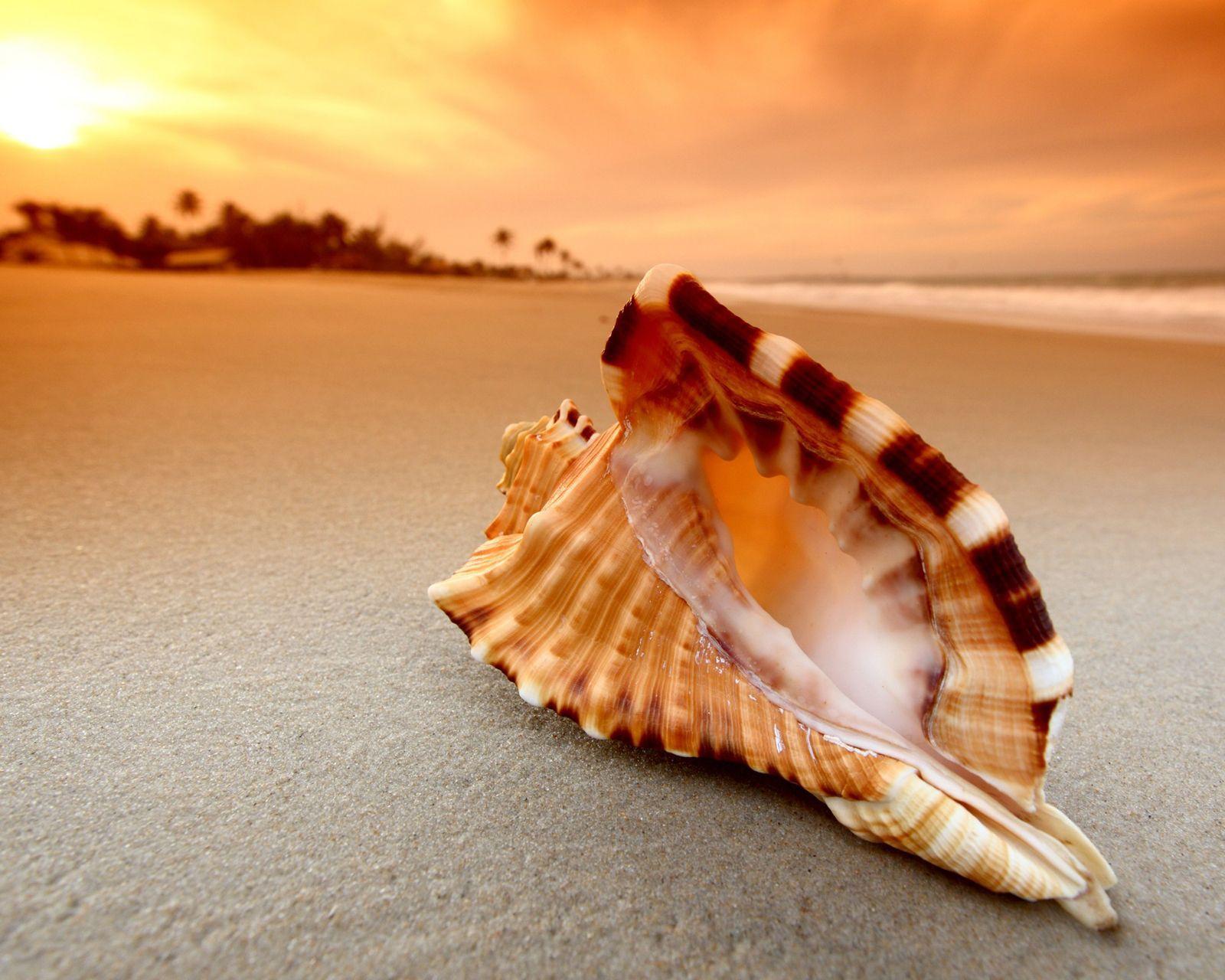 1600x1280 Beach Shell Sunset Desktop Wallpaper