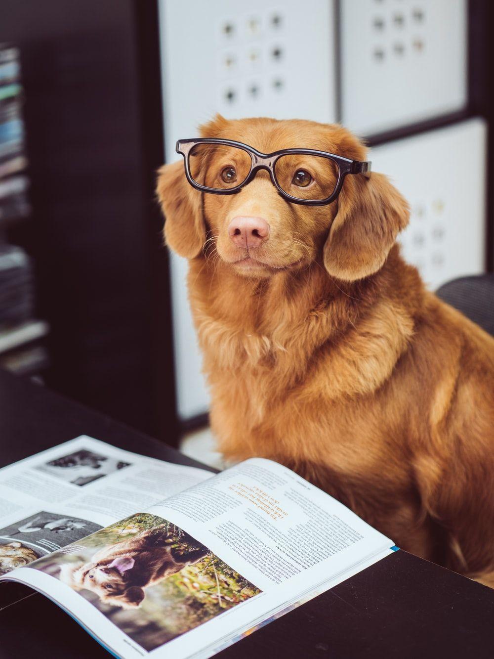 1000x1333 Pets Picture. Download Free Image