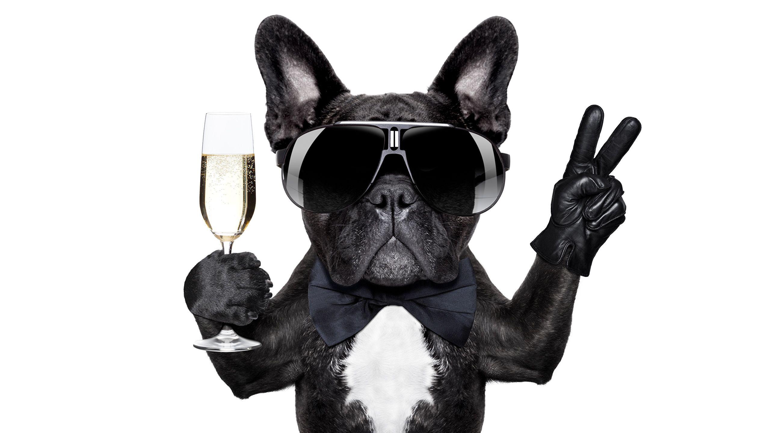 2560x1440 Wallpaper Bulldog Dogs Funny Stemware eyeglasses Animals 2560x1440