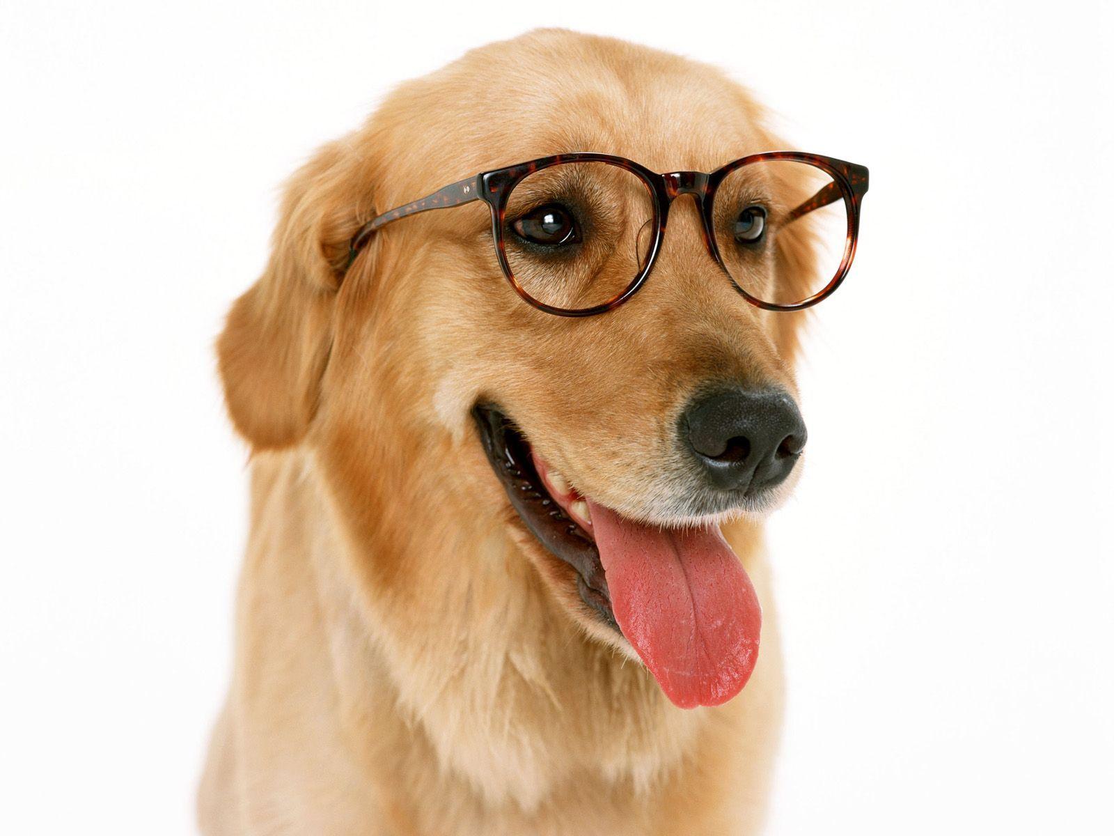 1600x1200 Funny Dog Wearing Glass With Glasses