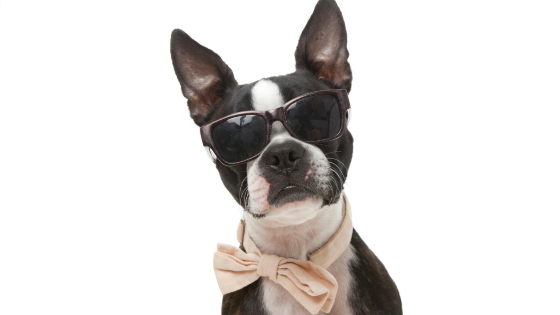 1920x1080 Dog Sunglasses Wallpaper