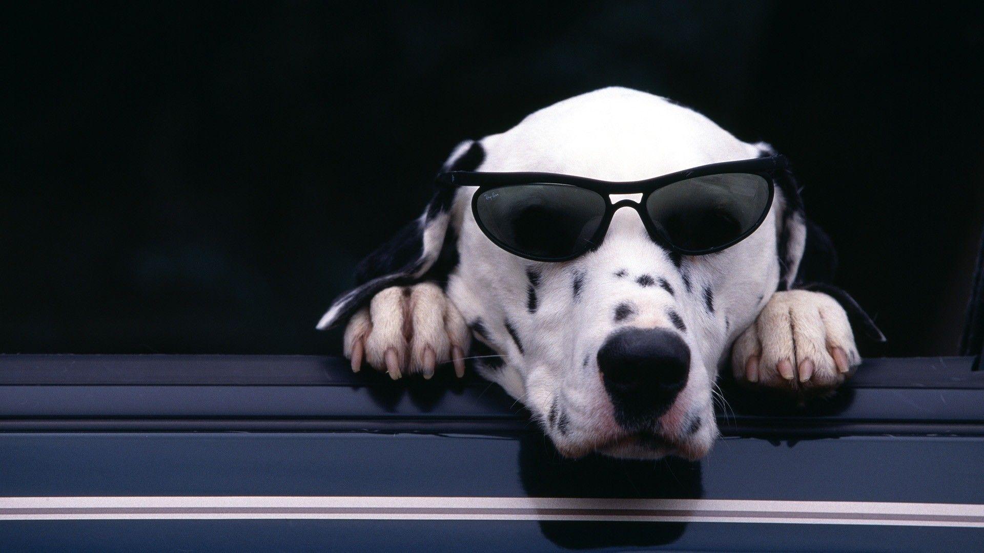 1920x1080 Dalmatian Wallpaper