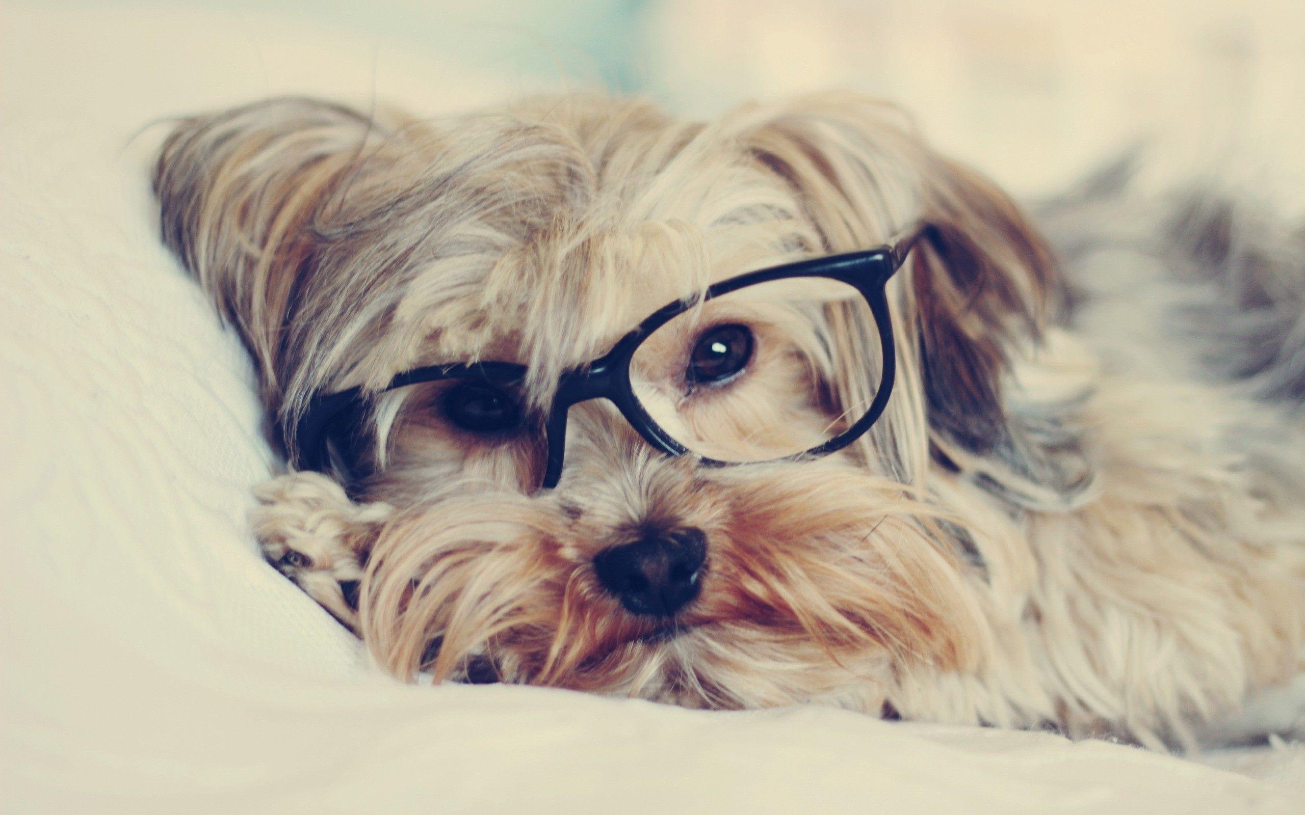 2560x1600 animals, Dogs, Glasses, Puppies, Hipster Wallpaper HD / Desktop