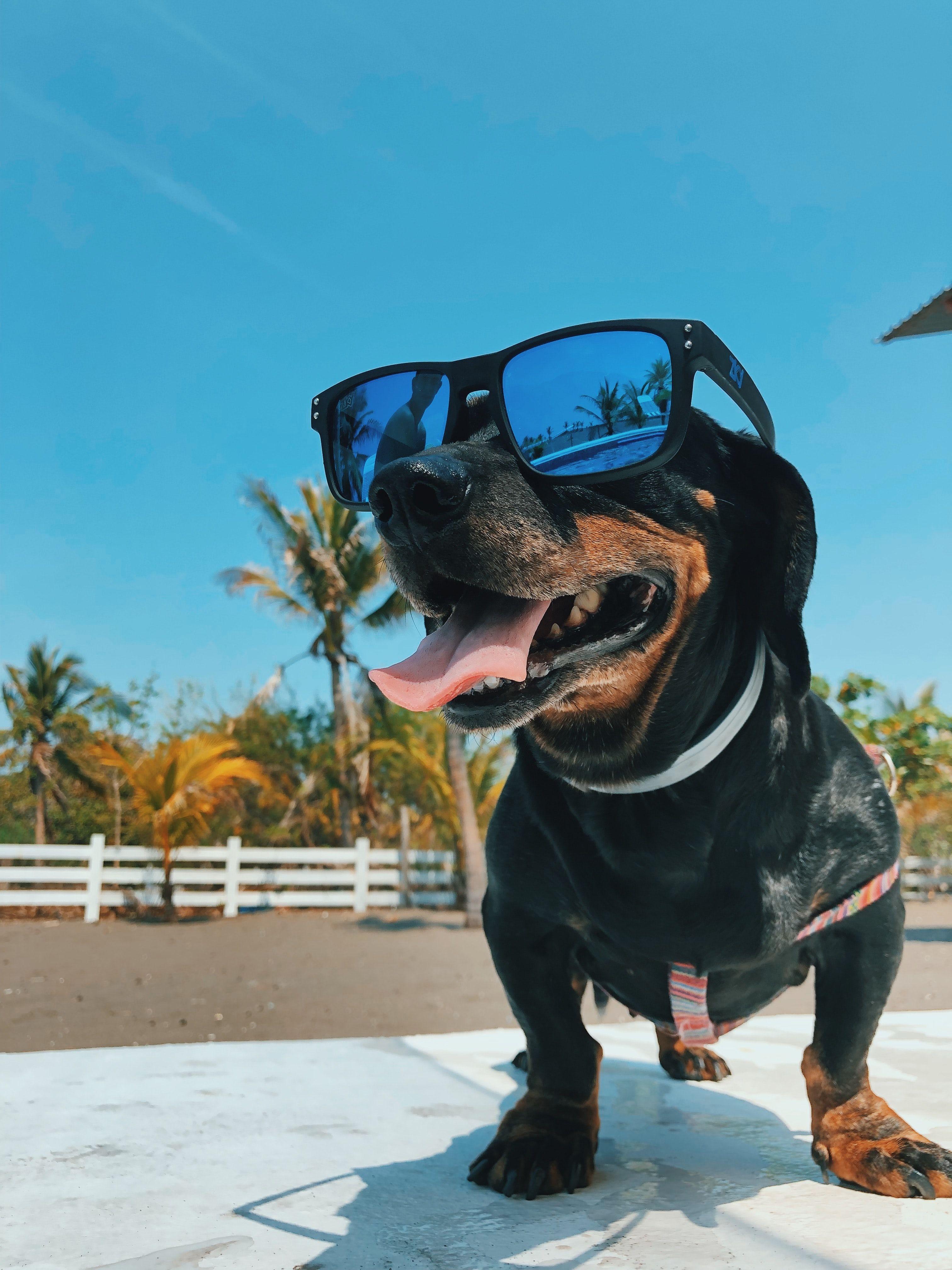 Dog Glasses Wallpapers - Top Free Dog Glasses Backgrounds - WallpaperAccess