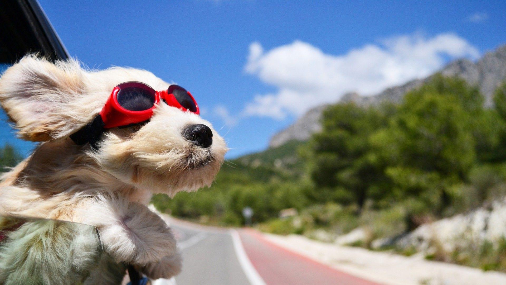 1920x1080 dog, Animals, Face, Wind, Glasses, Car, Road, Sky, Clouds, Depth